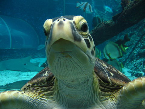 Reef HQ Aquarium - Accommodation Batemans Bay 0