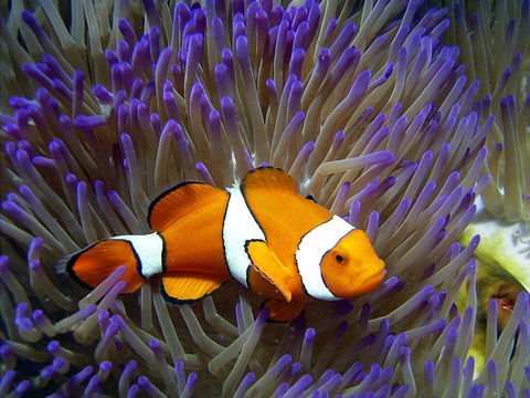 Reef HQ Aquarium - Accommodation Batemans Bay 1