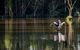 Seaham Swamp Nature Reserve - thumb 0