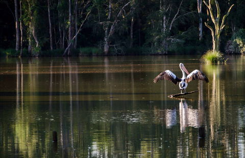 Seaham Swamp Nature Reserve - Accommodation Batemans Bay 0