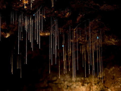 Tamborine Mountain Glow Worm Tours - Accommodation Batemans Bay 0