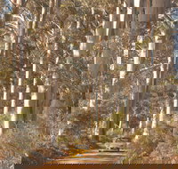 The Great Forest Trees Drive - Accommodation Batemans Bay