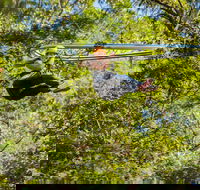 TreeTop Crazy Rider - Accommodation Batemans Bay