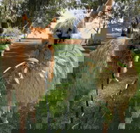 Visit an alpaca farm and get up and personal with these gentle and unique animals - Accommodation Batemans Bay