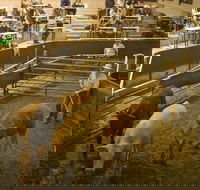 Wagga Wagga Livestock Marketing Centre - Accommodation Batemans Bay