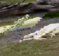 Yarra Valley Nocturnal Zoo - Accommodation Batemans Bay