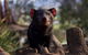 Bonorong Wildlife Sanctuary - thumb 0