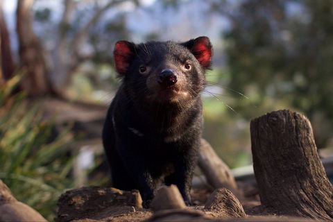 Bonorong Wildlife Sanctuary - Accommodation Batemans Bay 0