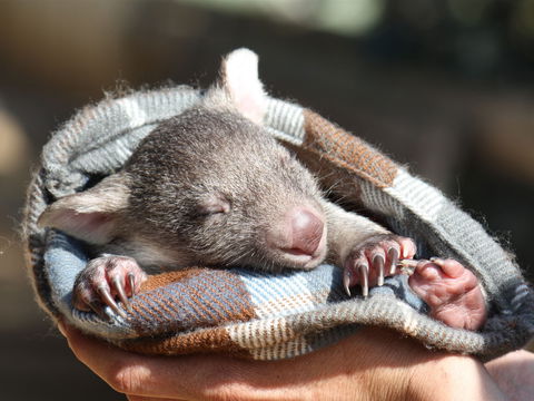 Bonorong Wildlife Sanctuary - Accommodation Batemans Bay 2
