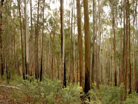 Brindabella National Park - Accommodation Batemans Bay 1