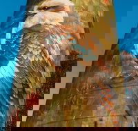 Deniliquin Water Tower Mural - Accommodation Batemans Bay