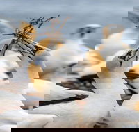 Gannets in Portland - Accommodation Batemans Bay