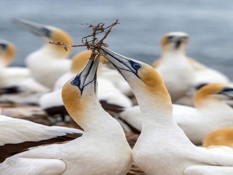 Gannets In Portland - Accommodation Batemans Bay 0