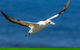 Gannets In Portland - thumb 1