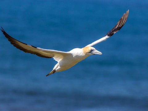 Gannets In Portland - Accommodation Batemans Bay 1