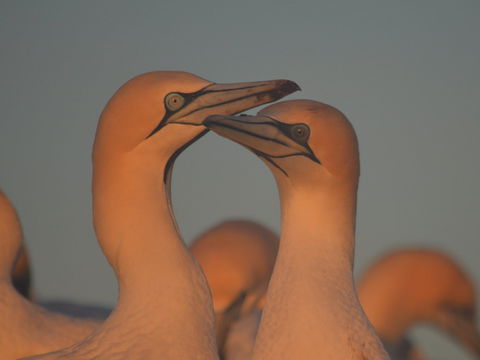 Gannets In Portland - Accommodation Batemans Bay 2