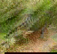 Grass Tree Circuit - Accommodation Batemans Bay