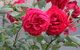 Lismore Community Gardens - thumb 0