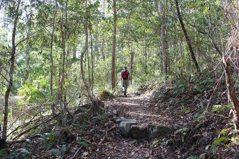 Morelia Walking Track, D'Aguilar National Park - Accommodation Batemans Bay 1