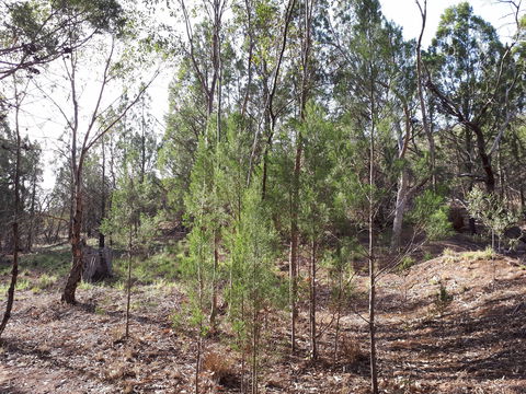 Pioneer Park - Accommodation Batemans Bay 2