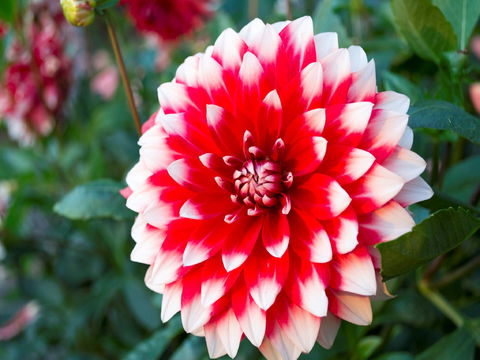 Portland Botanical Gardens - Accommodation Batemans Bay 1