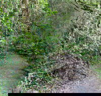 Rainforest Walking Track Roberston Nature Reserve - Accommodation Batemans Bay