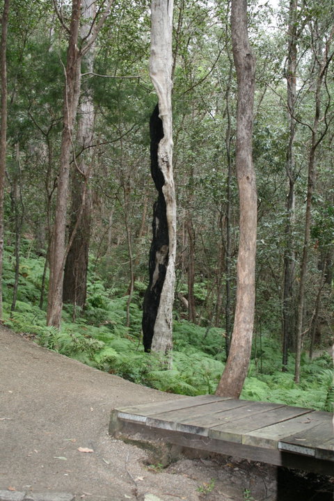 Springwood Conservation Park - Accommodation Batemans Bay 1