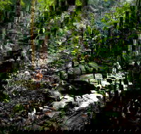 Strickland State Forest - Accommodation Batemans Bay