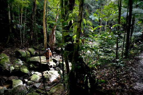Strickland State Forest - Accommodation Batemans Bay 0