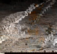 Bald Hill Walk - Cape Gantheaume Conservation Park - Accommodation Batemans Bay