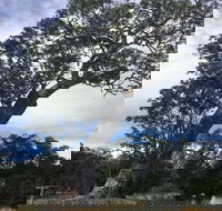 Bilston's Tree - Accommodation Batemans Bay
