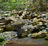 Booyong Walking Track - Accommodation Batemans Bay
