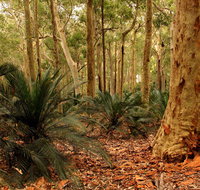 Burrawang Walking Track - Accommodation Batemans Bay