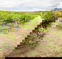 Grove Estate Wines - Accommodation Batemans Bay