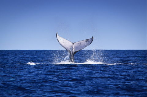 Humpback Whales - Accommodation Batemans Bay 0