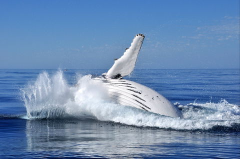 Humpback Whales - Accommodation Batemans Bay 1