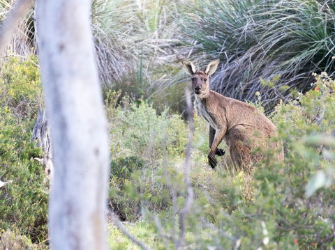 Kaiserstuhl Conservation Park - Accommodation Batemans Bay 0