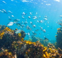 Snorkelling McKenzies Beach - Accommodation Batemans Bay