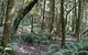 Summit Walking Track, Mount Hyland Nature Reserve - thumb 0