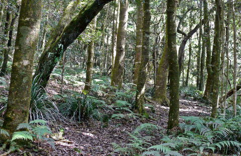 Summit Walking Track, Mount Hyland Nature Reserve - Accommodation Batemans Bay 0