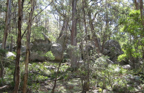Tallaganda National Park - Accommodation Batemans Bay 0