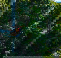 Tamborine Rainforest Skywalk - Accommodation Batemans Bay