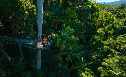 Tamborine Rainforest Skywalk - Accommodation Batemans Bay 0