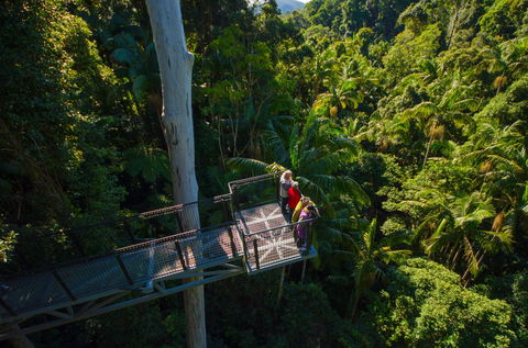 Tamborine Rainforest Skywalk - Accommodation Batemans Bay 1