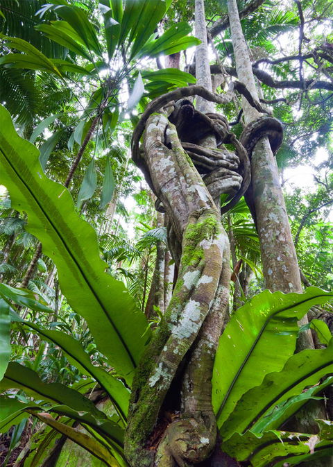 Tamborine Rainforest Skywalk - Accommodation Batemans Bay 2