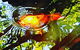 The Fernery At Diamond Waters - thumb 2