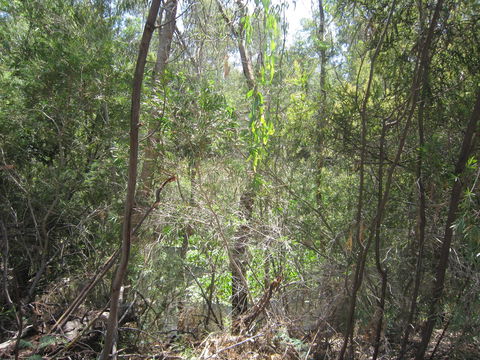 Wangaratta Common Nature Conservation Reserve - Accommodation Batemans Bay 0