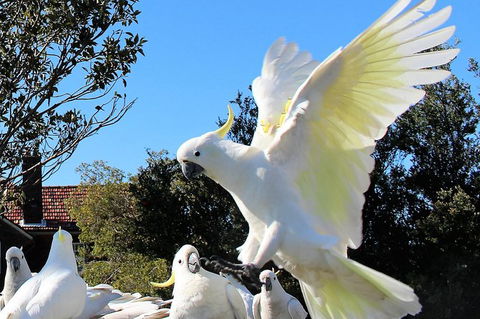 Half Day Manly Beach And More - Accommodation Batemans Bay 1