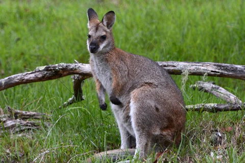 Ultimate Blue Mountains And Wildlife Tour - Accommodation Batemans Bay 2