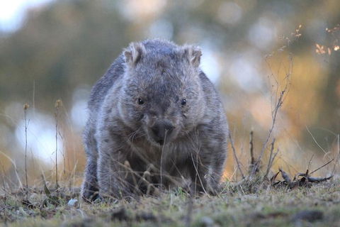 Ultimate Blue Mountains And Wildlife Tour - Accommodation Batemans Bay 3